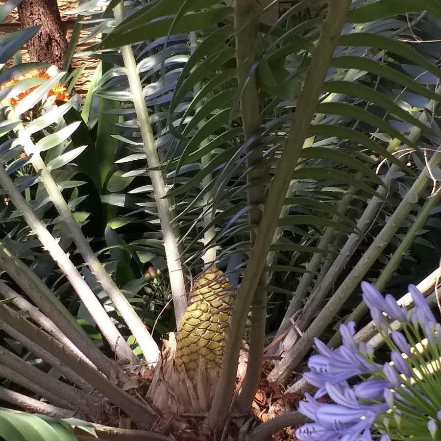 Cycas Guest House Малалане Экстерьер фото